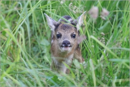 <p>SRNEC OBECNÝ (Capreolus capreolus) Šluknovsko - Jiříkov (European roe deer / Europäisches Reh</p>